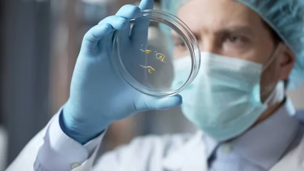 Experto Laboratorio Experimental Que Comprueba Organismos Modificados Genéticamente Ciencia — Foto de Stock