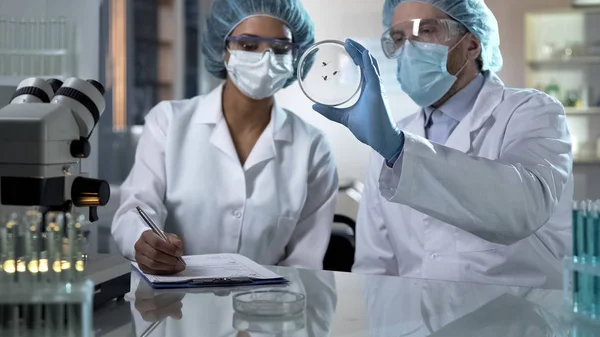 Lab Researchers Looking Species Insects Dish Doing Laboratory Tests — Stock Photo, Image