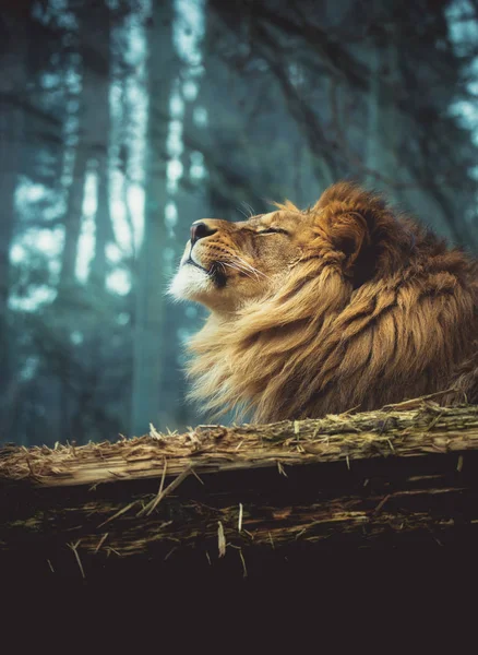 Lejonet från Berber — Stockfoto