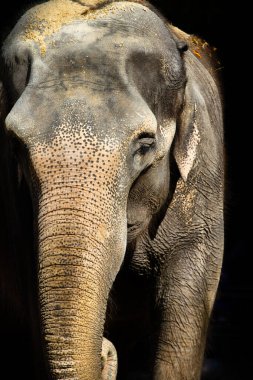 Fil kafası, siyah arka plandaki büyük kulakları izole etti.