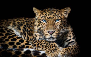Kuzey Çin leoparı Panthera pardus japonensis kara arka plan hayvanat bahçesi