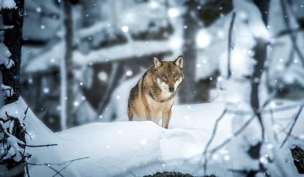 Samotny wilk lub toczeń Grey Wolf Canis spacerujący w padającym śniegu zimowym — Zdjęcie stockowe