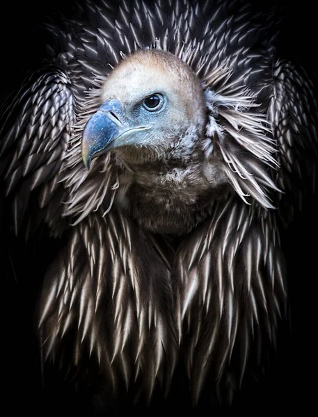 Primer plano retrato de un buitre himalaya eurasiático Gyps fulvus depredador pájaro negro fondo — Foto de Stock