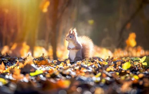 Eekhoorn zitten in de herfst park zonneschijn herfst kleuren — Stockfoto