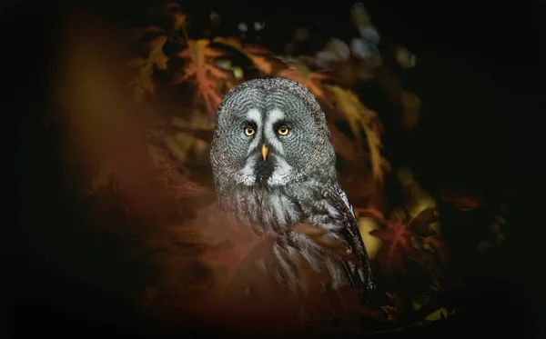 Strix nebulosa grote grijze uil in herfstkleuren, grote grijze uil in rode bladeren, aantrekkelijk uilenportret — Stockfoto