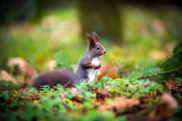 Esquilo sentado no parque de outono sol cores do outono — Fotografia de Stock