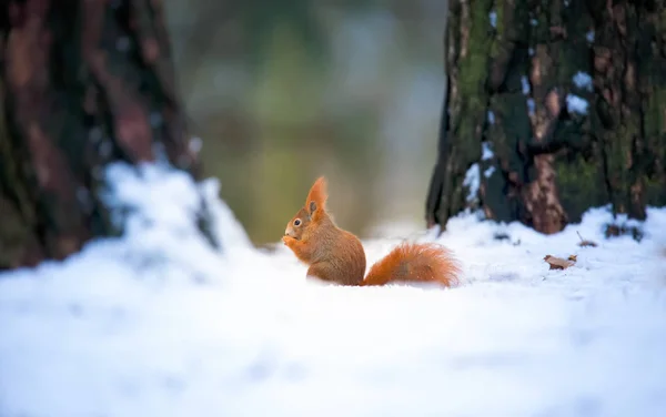 Squirrel sitting in the autumn park sunshine snow weather winter — Stock Photo, Image