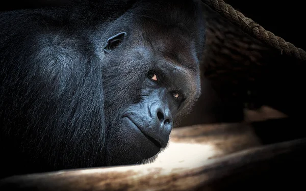 Gorilla kijken donker achtergrond gevaar — Stockfoto