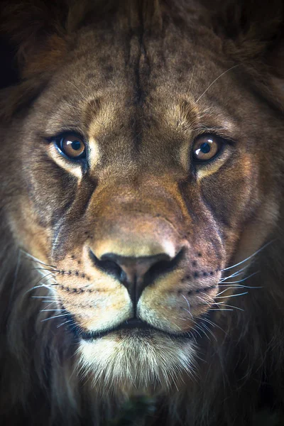 Lejonet av Berber ser majestätisk mörk bakgrund — Stockfoto