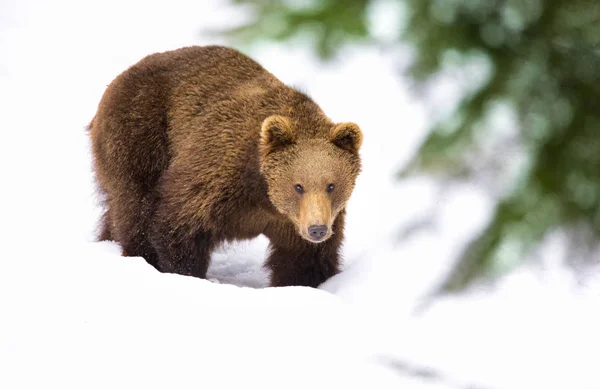 Дикий Браун витримує на снігу. Зимовий ліс. Наукова назва: Ursus arctos. Природне середовище. Зимовий сезон — стокове фото