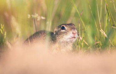 Sysel obecny Spermophilus citellus Avrupa yer sincabı Radouc Mlada Boleslav