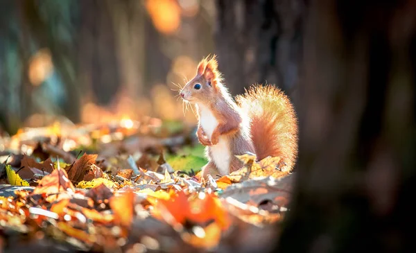 秋の公園に座ってリス太陽の光秋の色 — ストック写真