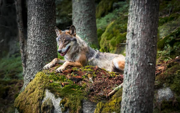 Un loup en bois solitaire ou loup gris Canis lupus assis sur une pierre et regarde — Photo