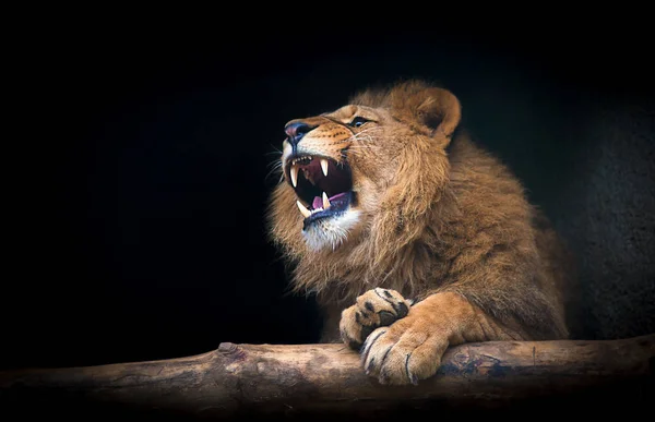 Az oroszlán Berber néz fenséges fogak sötét háttér — Stock Fotó