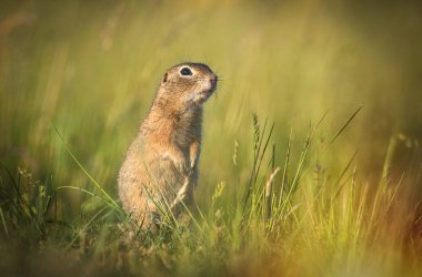 Sysel obecny Spermophilus citellus European ground squirrel Radouc Mlada Boleslav clipart