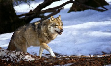 Yalnız bir kereste kurdu ya da Gri Kurt Deri Lupusu düşen kış karında yürüyor Bayerischer Wald