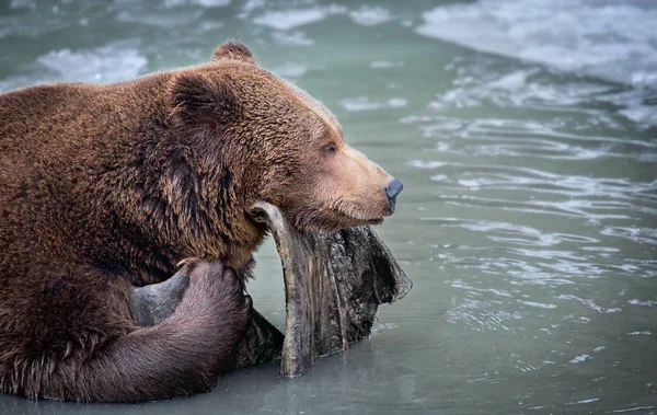 Dziki niedźwiedź w śniegu. Zimowy las. Nazwa naukowa: Ursus arctos. Środowisko naturalne. Sezon zimowy. lód wodny — Zdjęcie stockowe