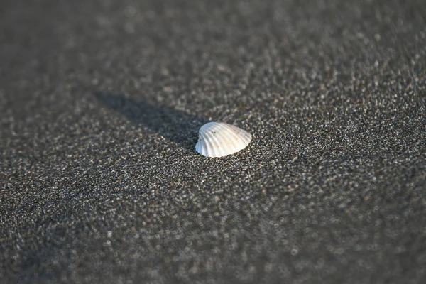 Skal på sandstrand i italiensk tirrenean kust, Toscana, Marina di Grosseto, Castiglione Della Pescaia, Italien — Stockfoto