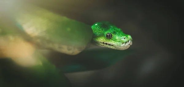 동물원에서 풀을 뜯는 녹색 뱀 — 스톡 사진