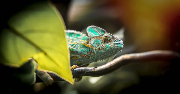 Veiled Chameleon walking on bamboo stick against black background. Chameleon isolated on black background. — Stock Photo, Image