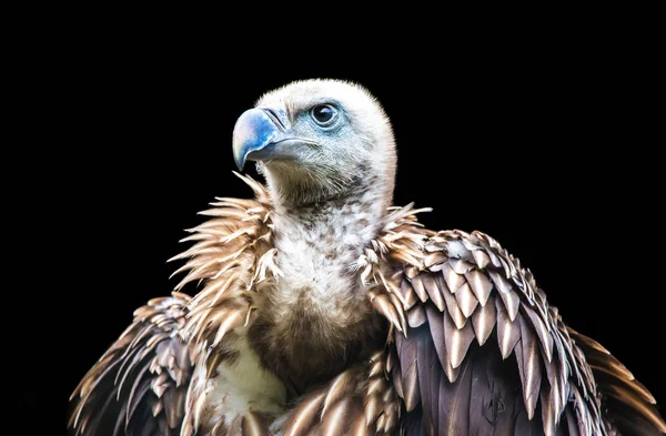 Himalayan griffon vulture isolated on a black background — Stock Photo, Image