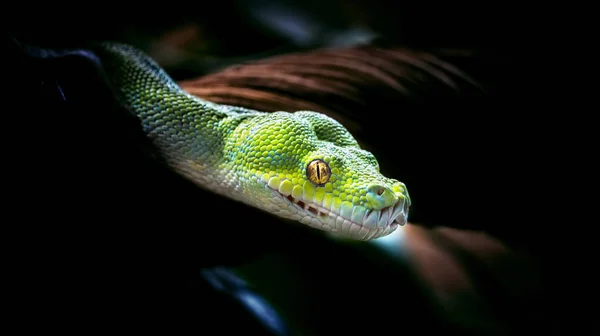 Serpente verde in ZOO Liberec — Foto Stock