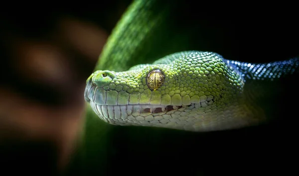 Cobra verde em ZOO Liberec — Fotografia de Stock