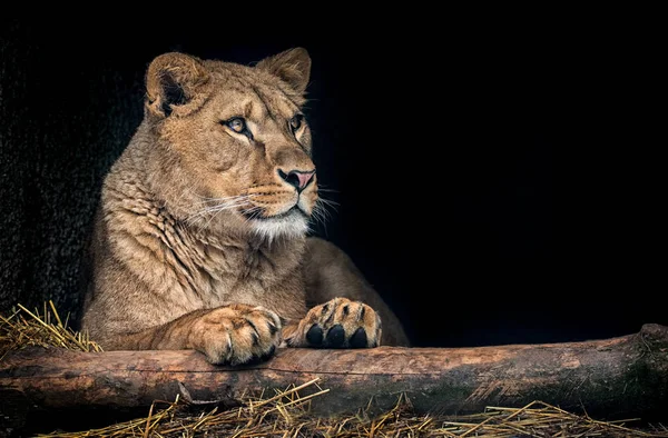 Il leone di aspetto berbero denti maestosi sfondo scuro — Foto Stock