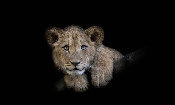 Berber 'in genç aslanı görkemli koyu arkaplan görünümlü — Stok fotoğraf