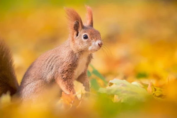 松鼠坐在秋天的公园里晒太阳秋天的颜色 — 图库照片