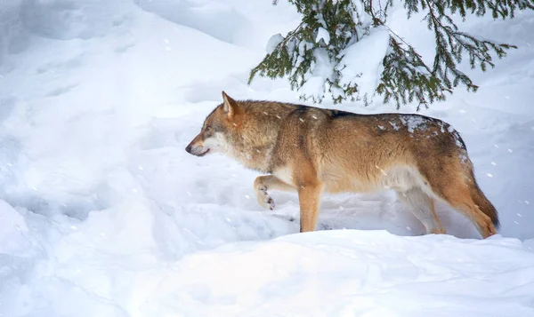 A lone Timber wolf or Grey Wolf Canis lupus walking in the falling winter snow Bayerischer Wald