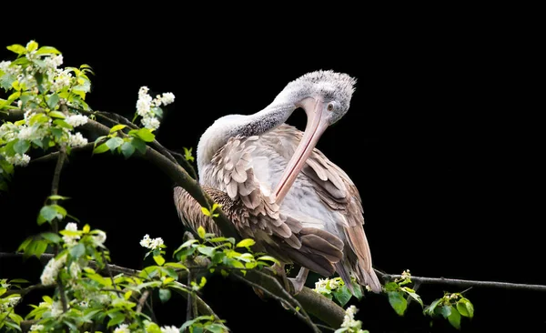Barna Pelican Pelecanus occidentalis rázza le a vizet szárnycsapkodó tollakról, csillogó vízcseppekről és ül egy ágon. — Stock Fotó