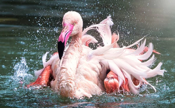 Flamingo vogel close-up profiel zicht in het water met zijn uitgespreide vleugels, mooi verenkleed, hoofd, lange neg, snavel, oog in de omgeving en omgeving met water achtergrond, spatten in het water. — Stockfoto