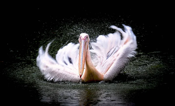 Barna Pelican Pelecanus occidentalis rázza le a vizet szárnycsapkodó tollakról, csillogó vízcseppekről. — Stock Fotó