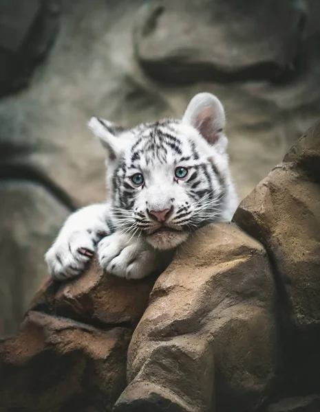 White tiger resting side by side. White tiger or bleached tiger is a pigmentation variant of the Bengal tiger, young animals, black and white, Zoo Liberec.