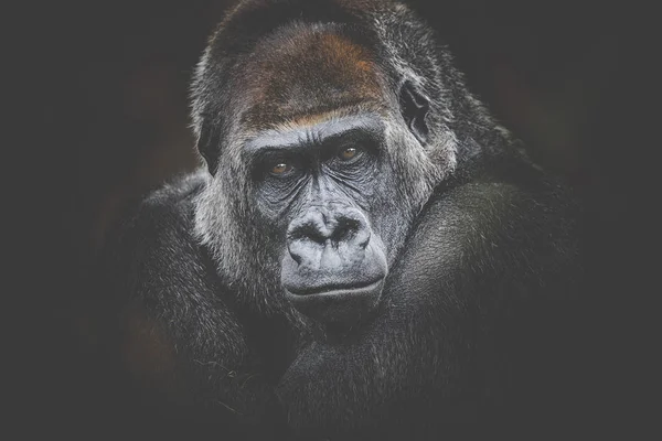 Gorilla gefährlich aussehen dunklen Hintergrund — Stockfoto