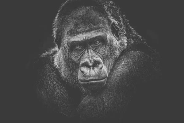 Gorila peligroso mirada oscuro fondo — Foto de Stock