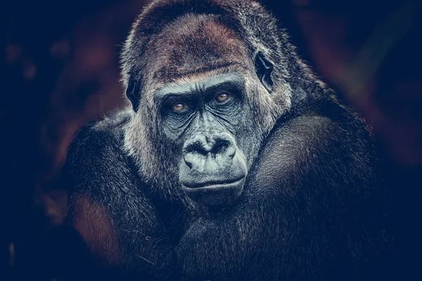 Gorila peligroso mirada oscuro fondo — Foto de Stock