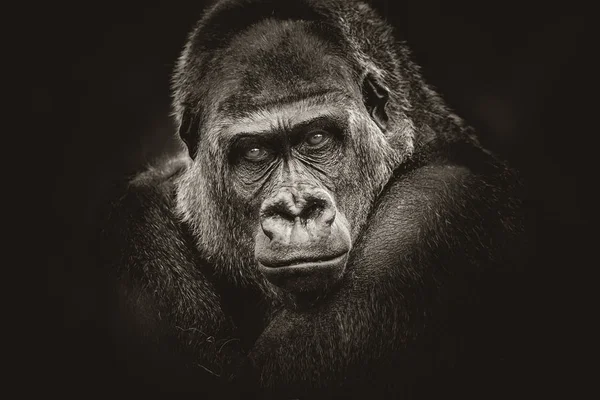 Gorilla gevaarlijke blik donkere achtergrond — Stockfoto