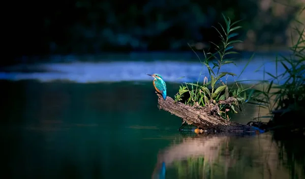Hermosa escena de la naturaleza con el martín pescador común Alcedo en este. Wildlife shot of Common kingfisher on the branch. Pescador común en el hábitat natural. En la luz, sentarse sobre el río de agua . —  Fotos de Stock