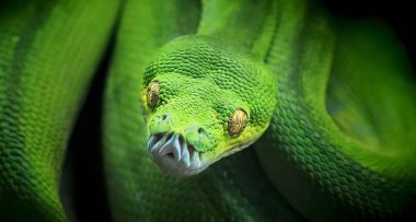 Morelia viridis, Yılan yeşili piton gözü tehlikeli görünüyor..