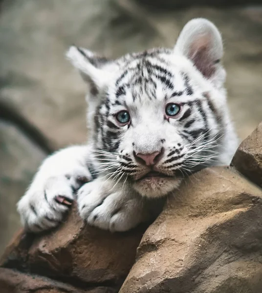 Bílý tygr odpočívá bok po boku. Bílý tygr neboli bělený tygr je variantou pigmentace bengálského tygra, mladých zvířat, černobílých, ZOO Liberec. — Stock fotografie