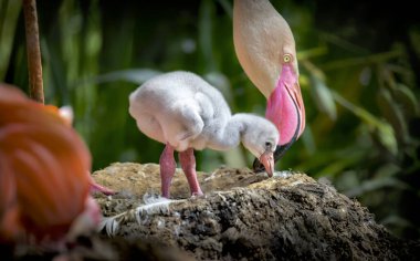 Flamingo Phoenicopteridae yeni doğmuş bebeğinin annesi, flamingonun civcivi annesinin koruması altında ve onunla ilgileniyor..