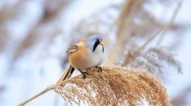 Sakallı Parrotbill Panurus biarmicus ile güzel bir doğa sahnesi. Sakallı Parrotbill Panurus biarmicus 'un vahşi yaşam görüntüsü çimlerin üzerinde, kış, çimlerin üzerinde otururken.
