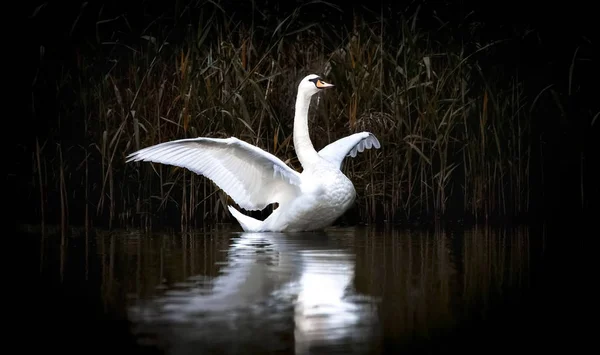 Cigno in piedi con ali spiegate su una roccia in acqua blu-verde, cigno bianco in acqua, fondo scuro . — Foto Stock