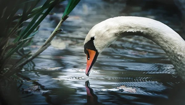 Retrato de cisnes blancos de aspecto elengante, cisne blanco en busca de comida . —  Fotos de Stock