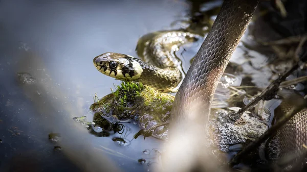 A cobra de grama Natrix natrix, A cobra de grama nada na água, pesca de peixe . — Fotografia de Stock