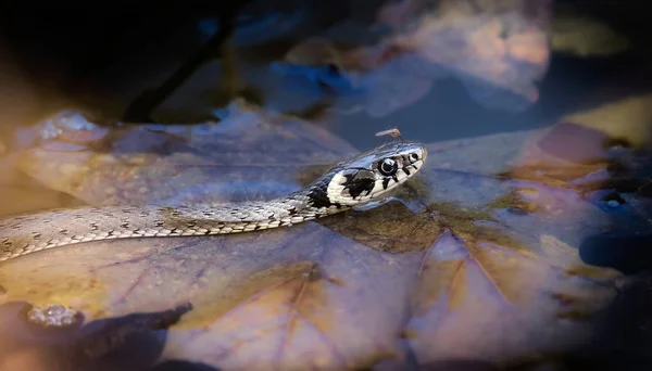 Το φίδι χορτάρι Natrix natrix, το φίδι χορτάρι κολυμπά στο νερό, ψαρεύοντας ψάρια, ένα κουνούπι κάθεται στο κεφάλι του φιδιού. — Φωτογραφία Αρχείου