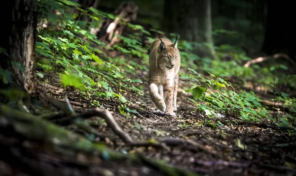 Lynx se dívá dravýma očima z úkrytu, ukrytý v lese při chůzi, loví na cestě lesem. — Stock fotografie