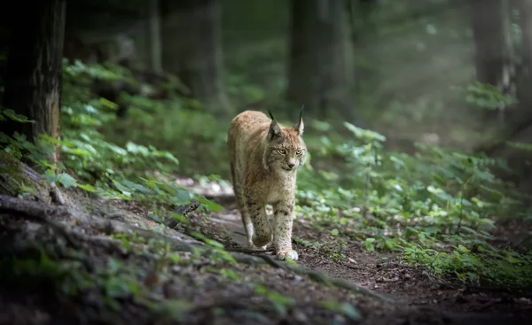 Lynx ser med rovlystna ögon från härbärget, gömd i skogen medan han går, jagar på vägen genom skogen. — Stockfoto